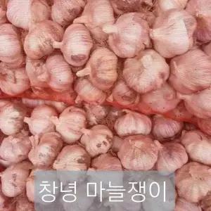 26년 창녕 마늘 특대 5kg 양파 출시 햇마늘 햇양파 난지형 산 통마늘 흑마늘용 김장용 요리용