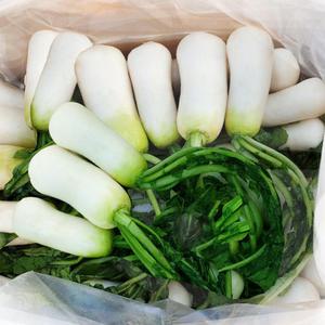 강원도 절임알타리 초롱무 10kg 김장절임 알타리무