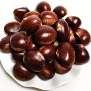 알밤 (특대) 1kg 2026년 햇밤 국내산 충남 공주 군밤용 밤 생밤 큰밤 (칼집X) 쪽빛누리