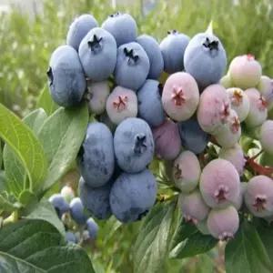 블루베리 / 듀크 / 삽목4년 / 결실주