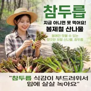 특상품 국내산 당일수확 참두릅 자연산  참두릅 1박스 500g