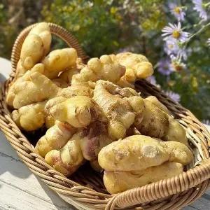 산 세척생강 1kg 특품
