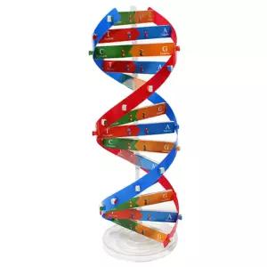 [더원사이언스] SA DNA 이중나선 모형만들기 (10인용 포장)/과학교구/과학영재