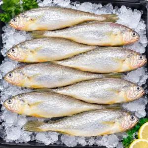 국내산 생물 참조기 2kg 22-25미 내외 1마리 19-22cm 내외 제철 당일조업 생선 구이 찜 조림 명절 제수용 반찬 선물
