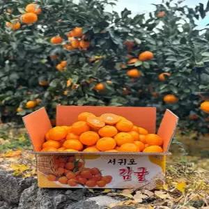 제주 서귀포 노지감귤 당일수확 당도보장 10kg 소과(2S~S)