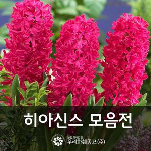 히아신스 구근 히야신스구근 가을심기 모음