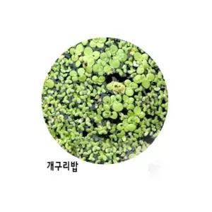 큰잎개구리밥