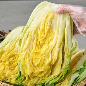 땅끝마을 해남 절임배추 20KG 김장 절인배추 김장준비 예약