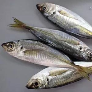 급냉 통영 전갱이 1kg 6-8미 소 생물 냉동 전갱이 아지 전갱이 남해 전갱이 구이 용 생선