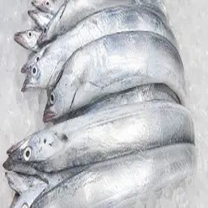 국내산 목포 생물 먹갈치 3kg 14-15미 내외 제철 별미 갈치 생선 구이 조림 반찬 밥도둑