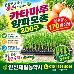 양파모종 흰양파/적양파 한판(200구-170개보장)/하나볼양파종구