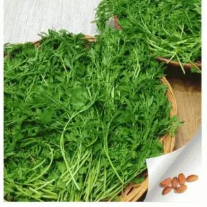 토종 영채 씨앗 산갓 향갓 국내산 2000알 garden cress seed