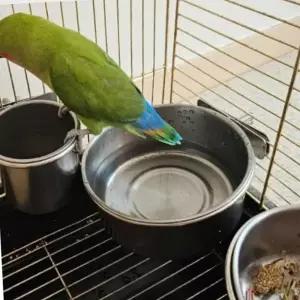 (올핀)걸이형 앵무새 모이통 중 새먹이통 및 밥그릇