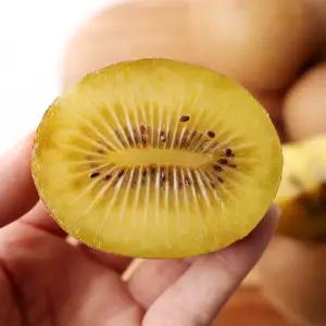 전남고흥 골드키위 2kg 주스용(60g 이하)