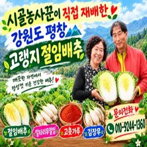 강원도 평창고랭지 절임배추 20kg/국내산 천일염사용/직접생산