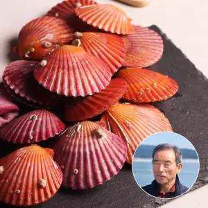 쫄깃쫄깃 오동통한 고성 홍가리비2kg(30-40미내외)
