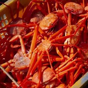 갤러리아 [식탁이야기][포항산지직송] 바로먹는 AA급 당일자숙 박달 홍게 4kg