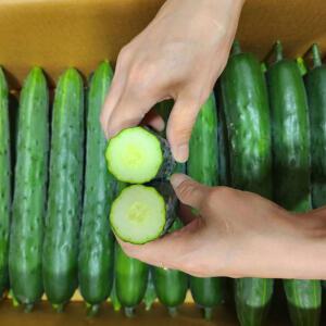 늘푸른농장 싱싱한 오이 취청오이 2kg(특)