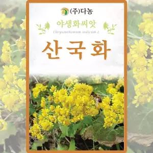 다농 산국화 씨앗 6000립 들국화 꽃씨 야생화 종자