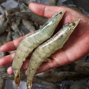 국내산 활 흰다리 왕새우 1kg 28-32미내외 횟감 구이