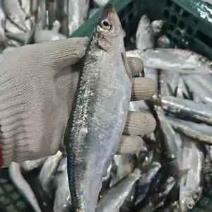 싱싱햇 국산 생물 청어 자연산 생물청어 1kg