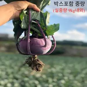 제주도 프리미엄 콜라비 (못난이) 10kg 슈퍼 웰빙 채소 (3대에 걸친 농가 비법)