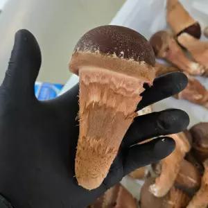 산지직송 프리미엄 참송이버섯  동빛송 1kg