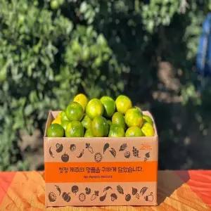 [산해직송] 제주 타이벡 감귤 2.5kg(소과/2S)