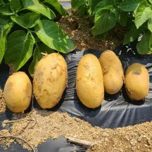 국내산 신품종 포슬포슬 골든에그 감자 3kg 골드에그감자