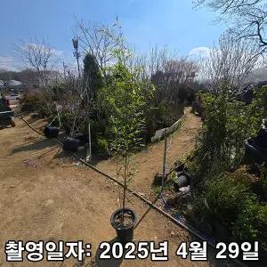 충주원예조경 / 대나무 / 오죽 / 1.5m(전후)