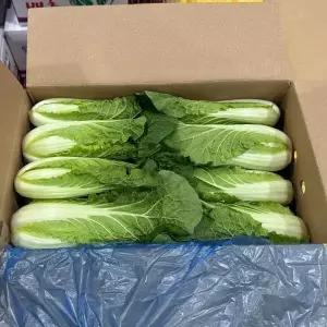 국내산 얼갈이 배추 4kg