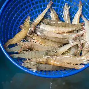 [대한민국농수산][제철 활새우] 국내산 생물 흰다리새우 왕새우 1kg (29미 내외)