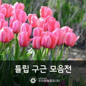 튤립구근 모음전 - 1구/ 5구/ 10구/ 2025 가을튤립