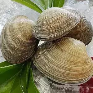 통영애찬 싱싱대합(개조개)1kg(5~10미내외)
