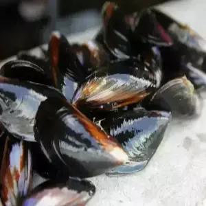 청정해역 손질 세척 홍합 5kg