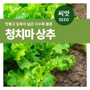 마이플랜트 청치마상추 채소 재배 씨앗 베란다 텃밭 가꾸기