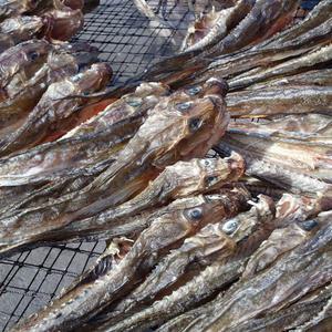 건망둥어 300g 귀해진 마른망둥어 완전건조 무염건조쪽빛누리