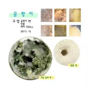 균류 세트- 곰팡이, 누룩, 효모, 느타리버섯