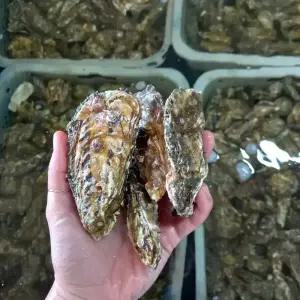 국내산 여수 통영 제철 석화 5kg 10kg 햇굴 당일조업 산지발송 구이용 각굴 생굴 굴구이 굴찜 캠핑 조개구이 조개찜