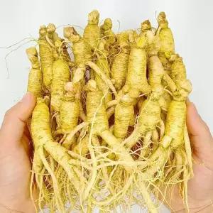 금산인삼 못난이인삼 세척 작은 난발 파삼 350g 18뿌리내외