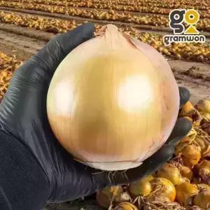 햇양파 15kg 수입양파 왕왕 양파 업소용 식자재 도매