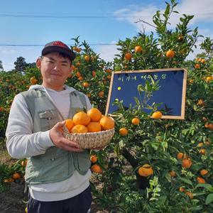 이가네제주농장 서귀포 밀감 고당도 노지 조생 효돈감귤 3kg,5kg,10kg  타이벡 못난이
