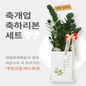 리본세트 대형 개업축하화분 개업식 화분 개업화분 카페 금전수 스투키 선물 화환