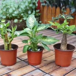 모종화분 분갈이 화분 플라스틱화분 14.7cm 이색 분갈이화분 포트화분 하니D