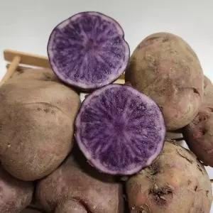 자영감자 3kg 해나미 국내산 자색감자 안토시아닌 담백 햇 생감자