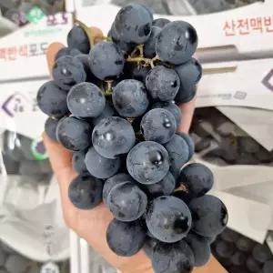 영동 경산 머루 포도 3kg 9-15수 경산포도 햇포도 흑포도 고당도 포도 한박스 MBA포도 적포도 제철포도