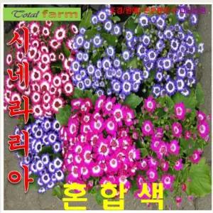 (씨앗나라) 시네라리아 혼합색 10립키우기 실내정원 모종 꾸미기 야생화씨 판매 꽃키우기 꽃씨