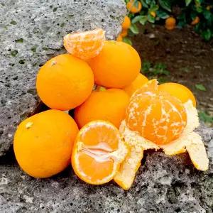 새콤달콤 제주 못난이 감귤 10kg 로얄과 (2S-L)