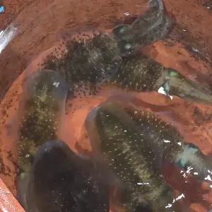 동해안 생물 무늬 오징어 회 숙회 통찜 1kg 내외
