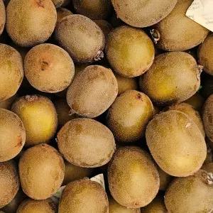 국내산 골드키위 소과 10kg(박스포함) [P]